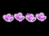 ActionBacks Wedding Overlays vol.4, ������, �������, �����, ��������