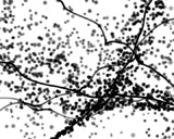 Digital Juice Editor's Toolkit PRO 151: Particle Vines, ������, �������, �����, ��������
