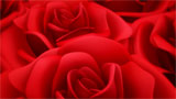 Digital Juice Editor's Themekit 71: Red Roses, ������, �������, �����, ��������