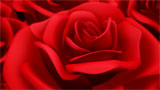 Digital Juice Editor's Themekit 71: Red Roses, ������, �������, �����, ��������