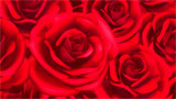 Digital Juice Editor's Themekit 71: Red Roses, ������, �������, �����, ��������