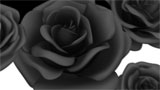 Digital Juice Editor's Themekit 71: Red Roses, ������, �������, �����, ��������