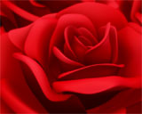 Digital Juice Editor's Themekit 71: Red Roses, ������, �������, �����, ��������