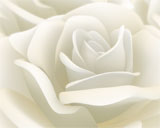 Digital Juice Editor's Themekit 80: White Roses, , , , 