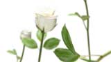 Digital Juice Editor's Themekit 123: Roses are White, , , , 