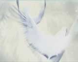 Digital Juice - Jump Backs Vol.4 Wedding, ������, �������, �����, ��������