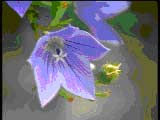 Datacraft Video Sozaijiten Vol.08 Flowers of the four Seasons, , , , 