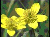 Datacraft Video Sozaijiten Vol.08 Flowers of the four Seasons, , , , 