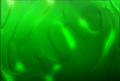 Digital Hotcakes Vol 2 Organic Backdrops, ������, �������, �����, ��������