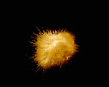 Digital Vision - Video Blast PAL, ������, �������, �����, ��������