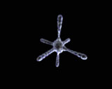 Digital Vision - Biotic (PAL), ������, �������, �����, ��������