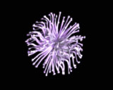 Digital Vision - Biotic (PAL), ������, �������, �����, ��������