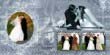 DG Foto Art 3 ����: Wedding Vol.-5, Wedding Vol.-6, Wedding Vol.-9, ������, �������, �����, ��������