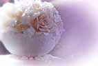 TasteDigitalMedia Wedding Animated Matte Sets,Lower Thirds & DVD Templates: Set 01 ( Pinnacle), , , , 