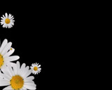 WEDDING MIX vol. 2, ������, �������, �����, ��������